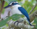 A white-collared kingfisher on Ha